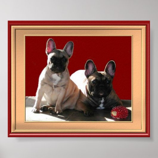 Französische Buldoggen Poster (Vorne)