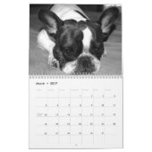 Französische Bulldog-benutzerdefinierte Kalender H (Mär 2017)