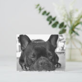 Französische Bulldog Postkarte (Stehend Vorderseite)