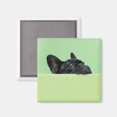 Französische Bulldog-Welpe pinkelt über die Mauer Magnet (Vorderseite/Rückseite)