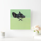 Französische Bulldog-Welpe pinkelt über die Mauer Quadratische Wanduhr (Zuhause)