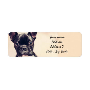 Französische Bulldogge