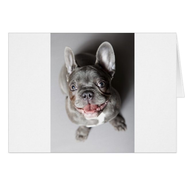 Französische Bulldogge (Vorderseite (Horizontal))