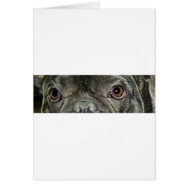 französische Bulldogge (Vorne)