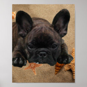 Französische Bulldogge am Meer French Bulldog Poster