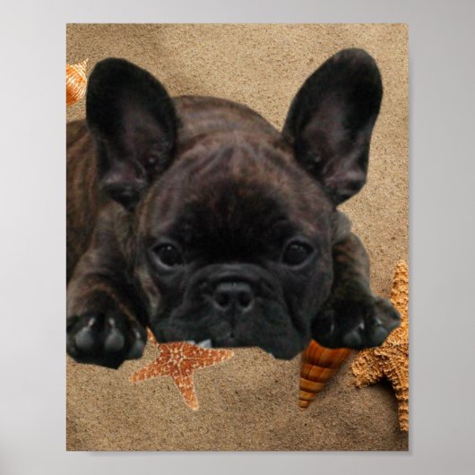 Französische Bulldogge am Meer French Bulldog Poster (Vorne)