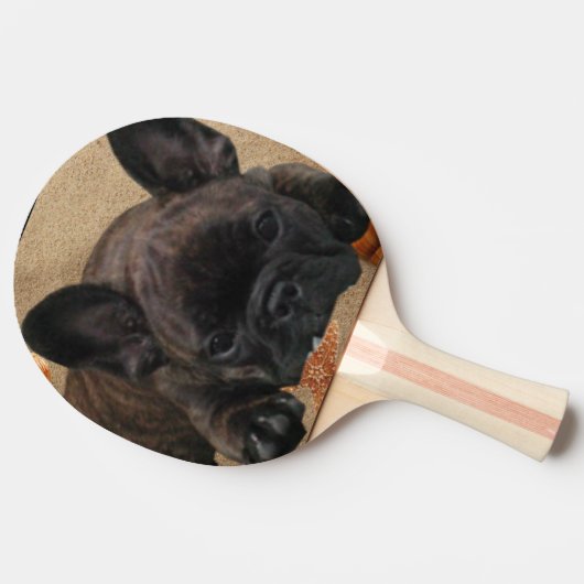 Französische Bulldogge am Meer Urlaub Tischtennis Schläger (Seitenansicht)