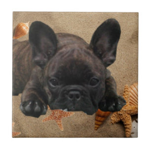 Französische Bulldogge am Strand French Bulldog Fliese