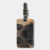 Französische Bulldogge am Strand French Bulldog Gepäckanhänger (Vorderseite vertikal)