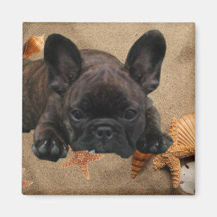 Französische Bulldogge am Strand French Bulldog Magnet