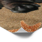 Französische Bulldogge am Strand French Bulldog  Poster (Ecke)