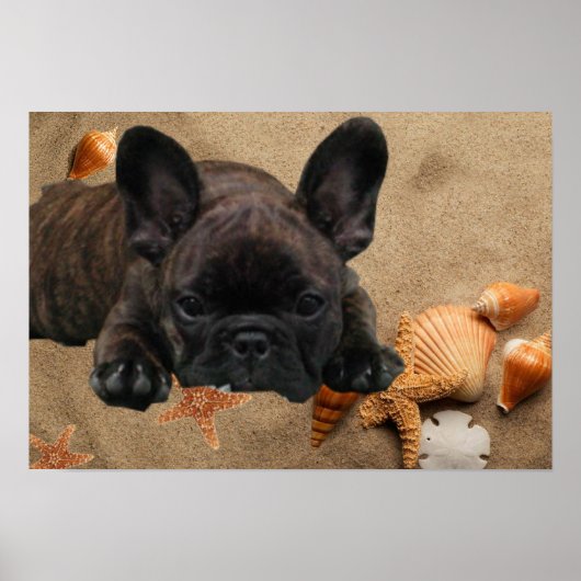 Französische Bulldogge am Strand French Bulldog  Poster (Vorne)