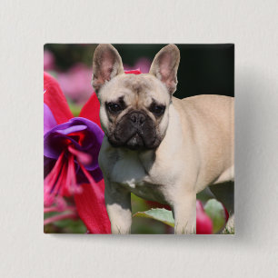 Französische Bulldogge Anstecknadel