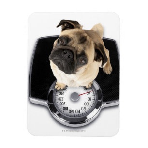 Französische Bulldogge auf den Skalen, die oben Magnet