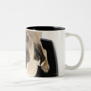 Französische Bulldogge auf den Skalen, die oben Zweifarbige Tasse