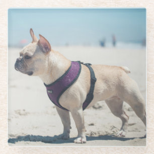 Französische Bulldogge auf Strand Glasuntersetzer