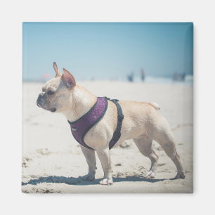Französische Bulldogge auf Strand Magnet
