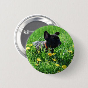 Französische Bulldogge auf Wiese French Bulldog Button