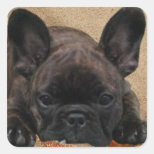 Französische Bulldogge Aufkleber