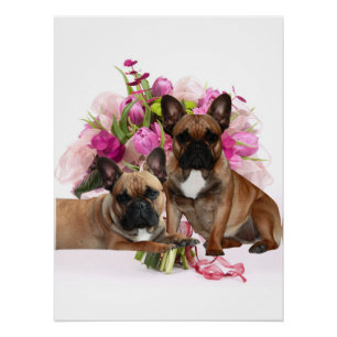 Französische Bulldogge Blumen French Bulldog Feier Poster