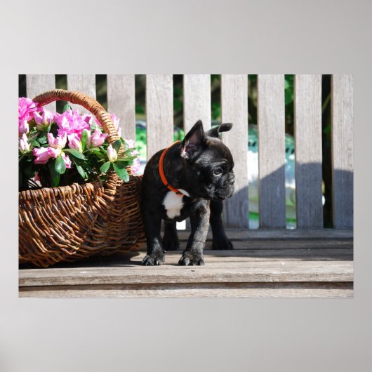 Französische Bulldogge Blumenkorb Bulldog Poster (Vorne)