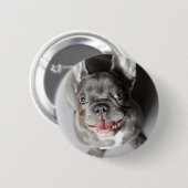 Französische Bulldogge Button (Vorne & Hinten)