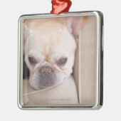 Französische Bulldogge, die auf Sofa stillsteht Silbernes Ornament (Links)