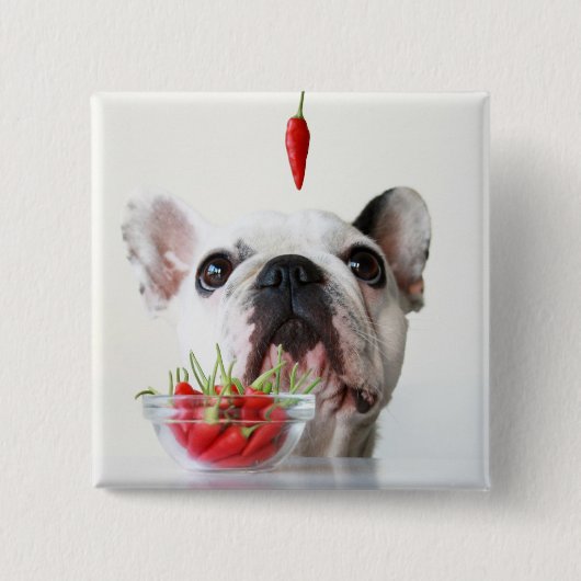 Französische Bulldogge, die einen roten Pfeffer Button (Vorderseite)