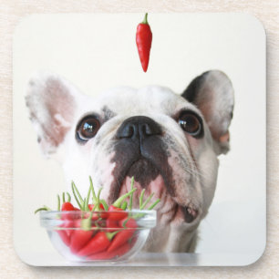 Französische Bulldogge, die einen roten Pfeffer Getränkeuntersetzer