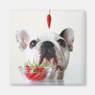 Französische Bulldogge, die einen roten Pfeffer Magnet