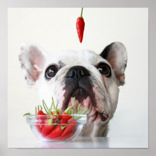 Französische Bulldogge, die einen roten Pfeffer Poster