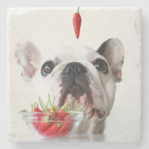 Französische Bulldogge, die einen roten Pfeffer Steinuntersetzer