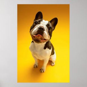 Französische Bulldogge, die oben schaut Poster