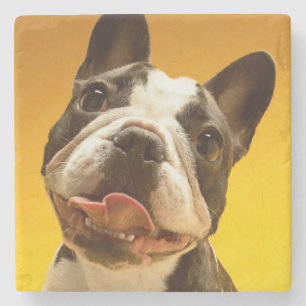 Französische Bulldogge, die oben schaut Steinuntersetzer