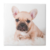 Französische Bulldogge Fliese (Vorderseite)