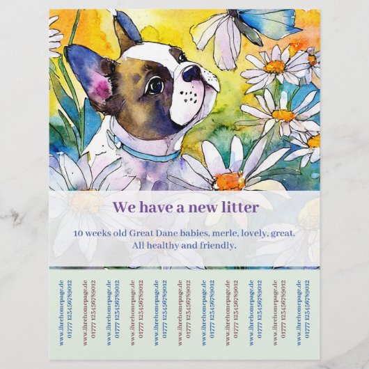 Französische Bulldogge Flyer (Vorne)