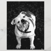 Französische Bulldogge Flyer Lila (Rückseite)