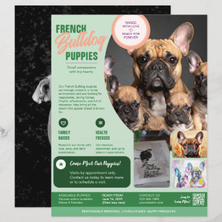Französische Bulldogge Flyer Lila