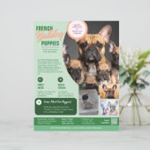 Französische Bulldogge Flyer Lila (Stehend Vorderseite)