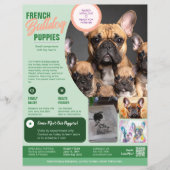 Französische Bulldogge Flyer Lila (Vorderseite)