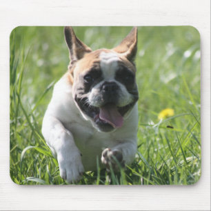 Französische Bulldogge Freunde French Bulldog Mousepad