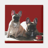 Französische Bulldogge Geburtstag French Bulldog Magnet (Vorne)