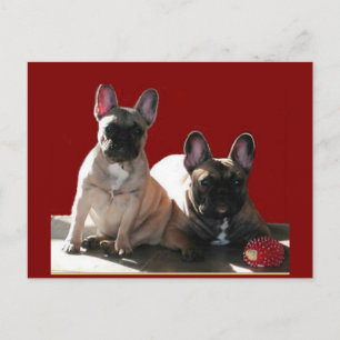 Französische Bulldogge Geburtstag French Bulldog Postkarte