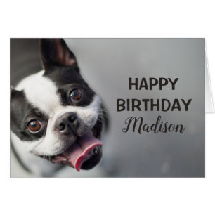 Französische Bulldogge Getty Bild-