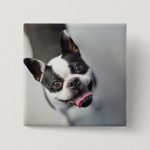 Französische Bulldogge Getty Bild- Button