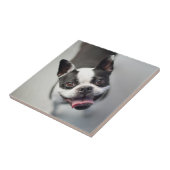 Französische Bulldogge Getty Bild-| Fliese (Seite)