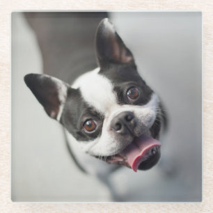 Französische Bulldogge Getty Bild-  Glasuntersetzer