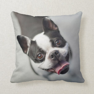 Französische Bulldogge Getty Bild- Kissen
