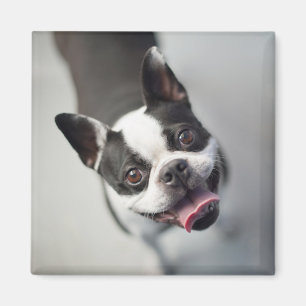 Französische Bulldogge Getty Bild- Magnet