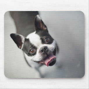 Französische Bulldogge Getty Bild-  Mousepad